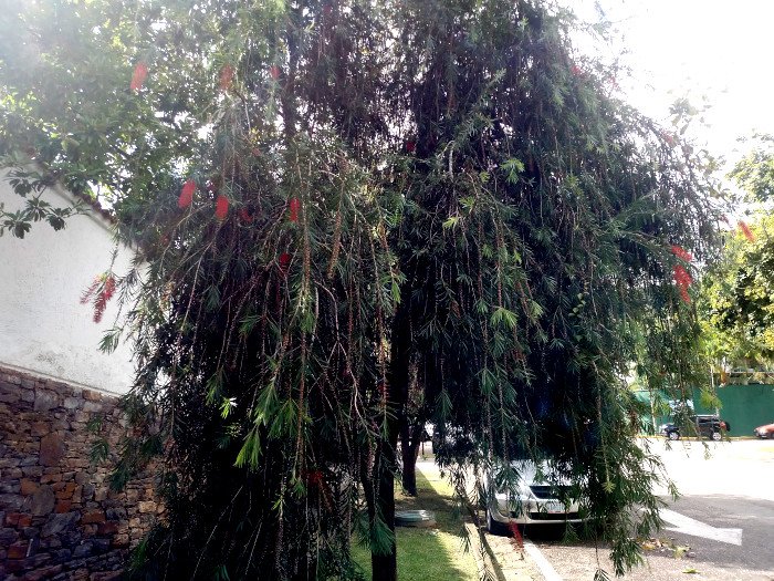 arbol_del_cepillo_3.jpg