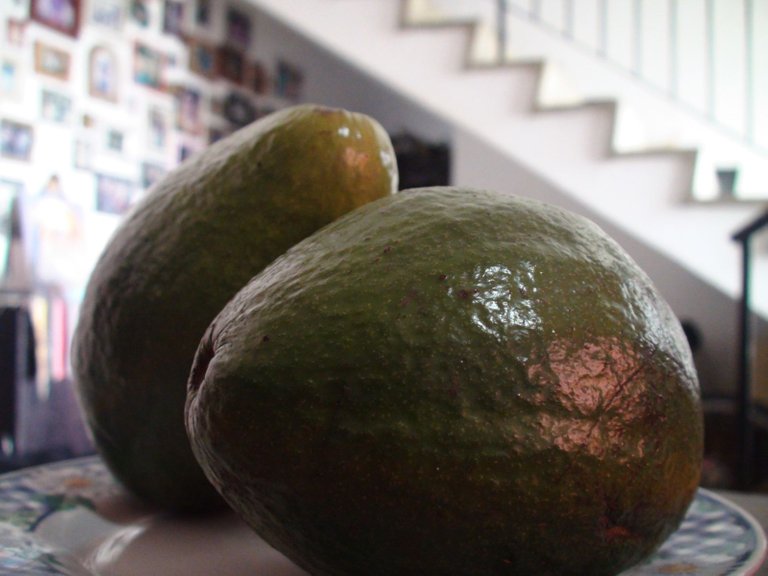 AGUACATES.JPG