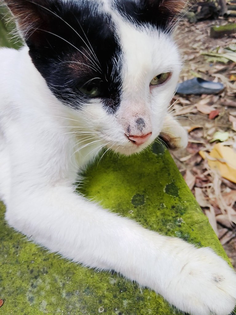 When a cat comes to our house as a guest