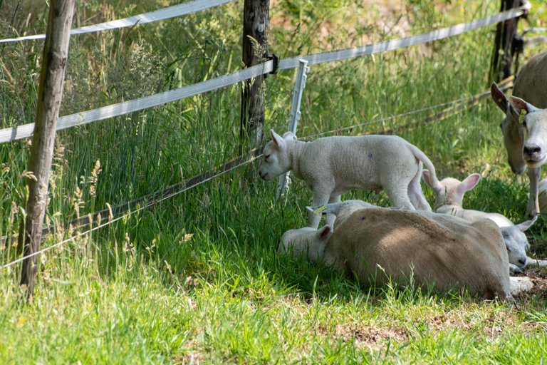 DSC_0126 Lammetjes_steem.jpg