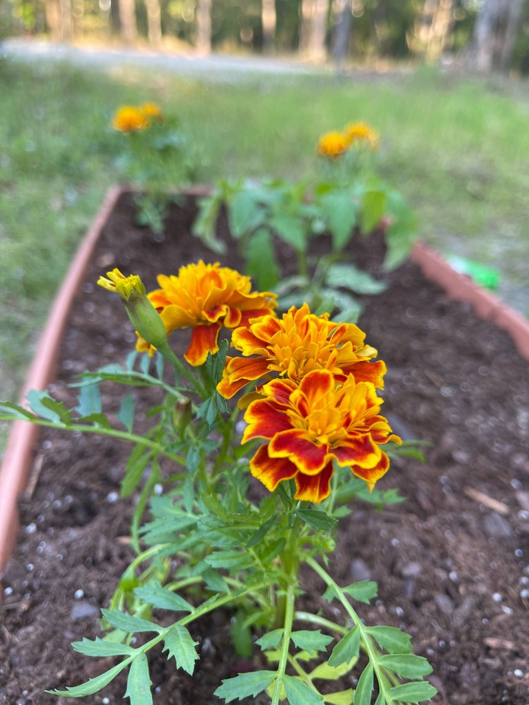 MarigoldCloseup.JPG