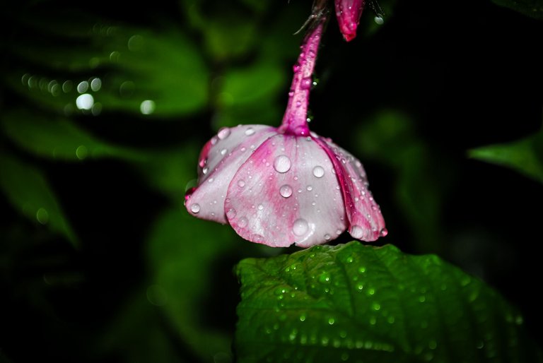 DSC_0693.jpg