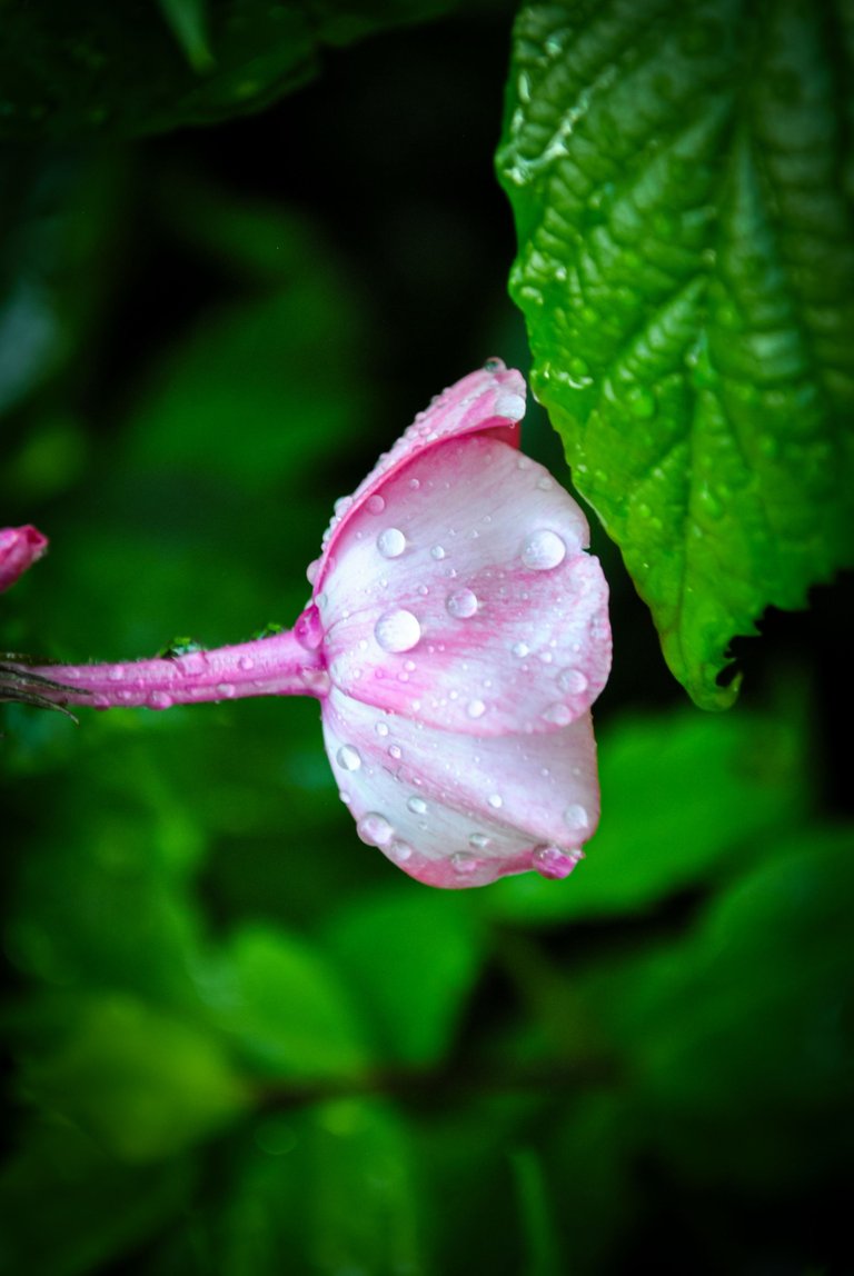 DSC_0694.jpg