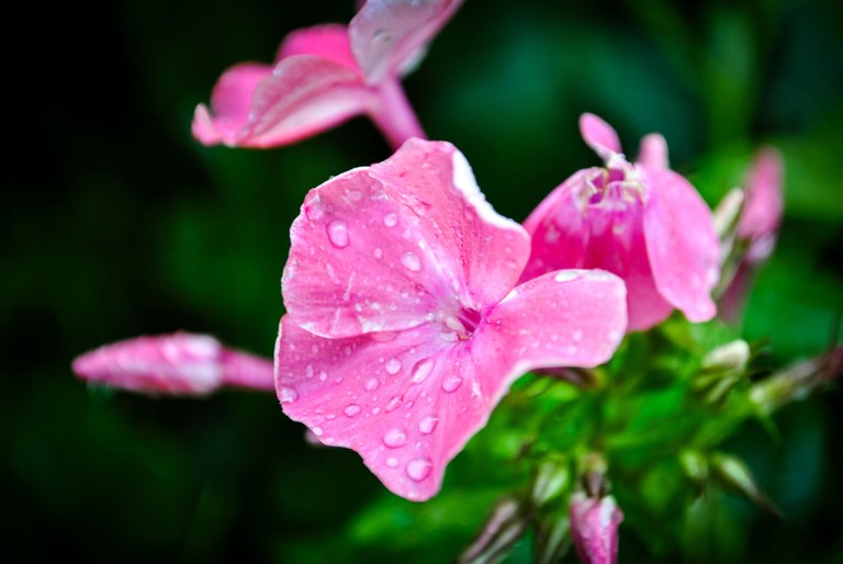 DSC_0697.jpg