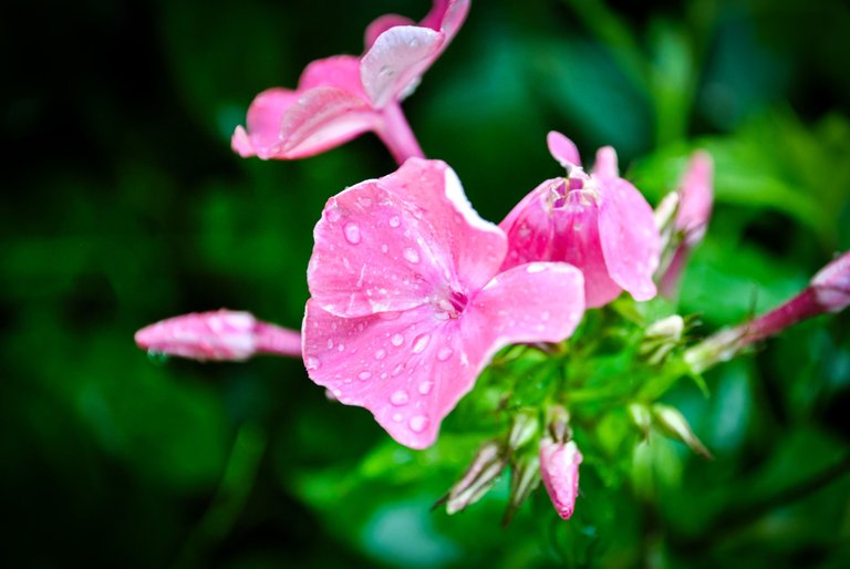 DSC_0696.jpg