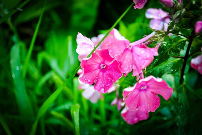 DSC_0698.jpg