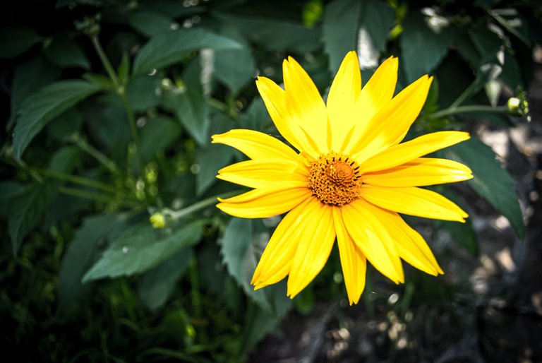 DSC_0646.jpg