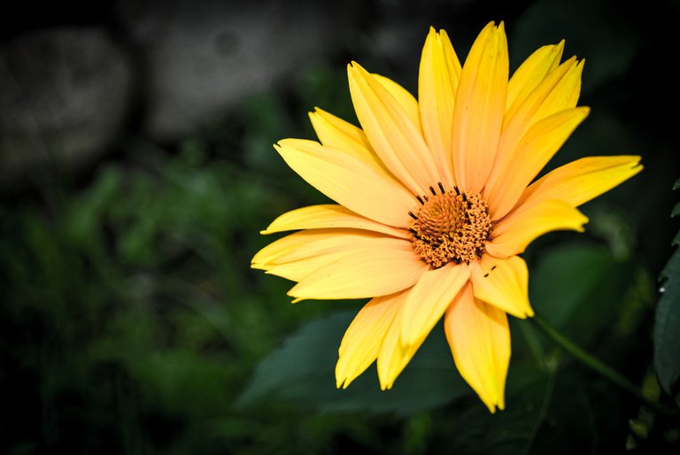 DSC_0648.jpg