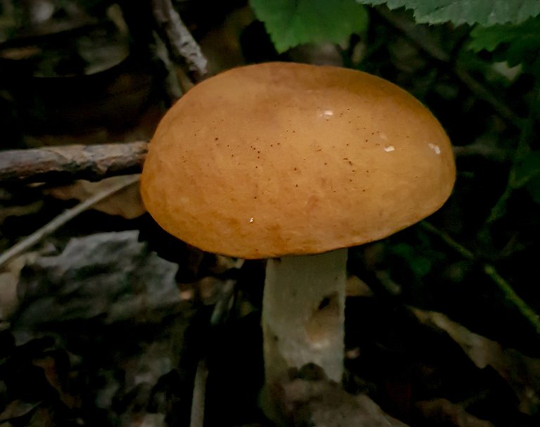 20250811_134527.jpg