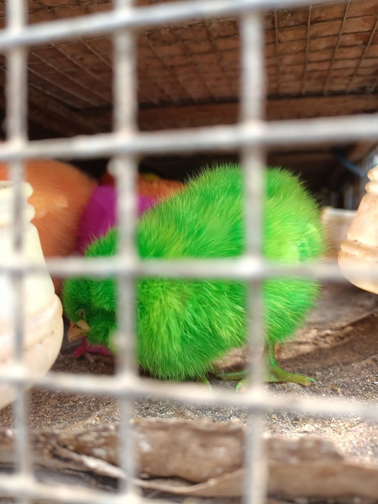 IMG20250411084217.jpg