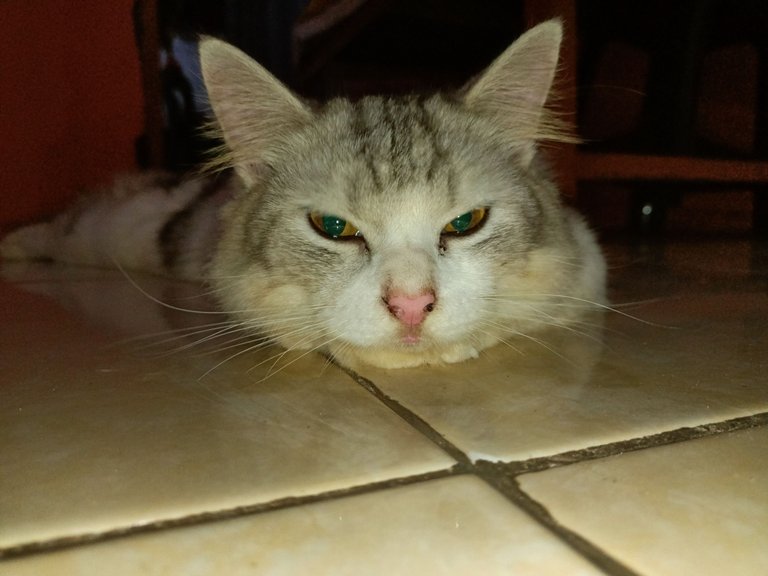 IMG20250412181502.jpg