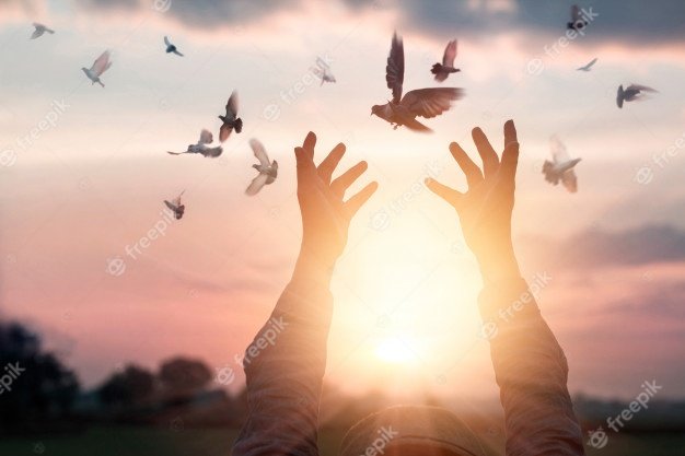 woman-praying-free-bird-enjoying-nature-sunset-background-hope-concept_34200-256.jpg