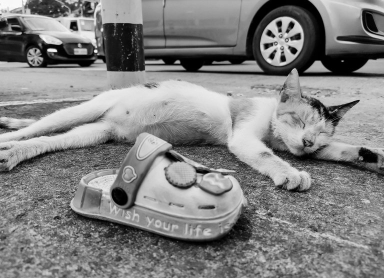 Pusa-5.jpg