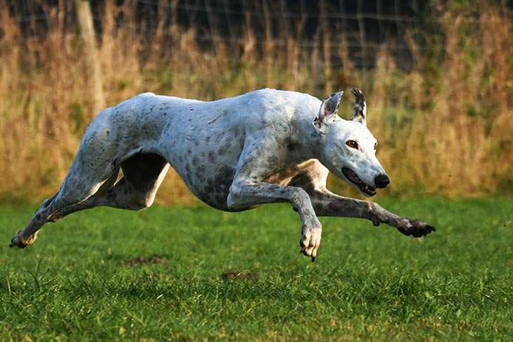 Greyhound-running.jpg