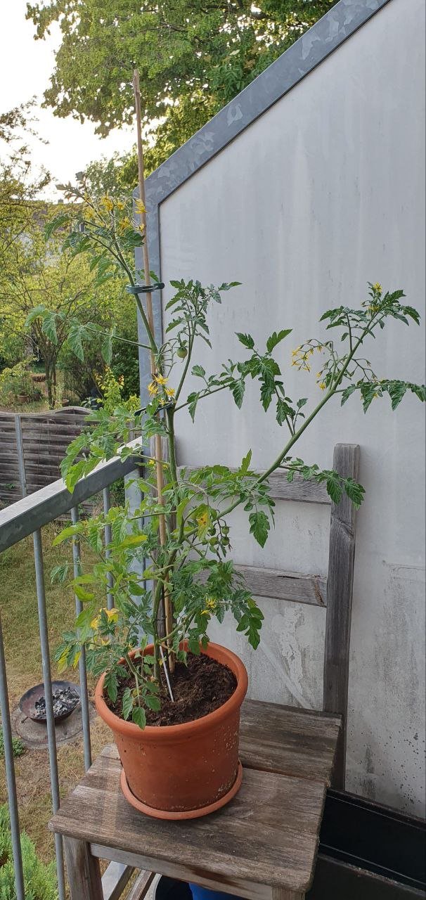 tomtato-nach-ein-paar-Wochen.jpg