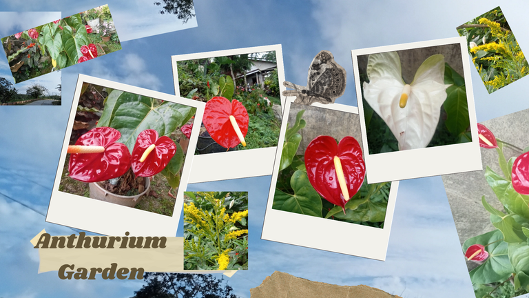 My Garden of Anthurium Cultivating Passion, Beauty and Charm