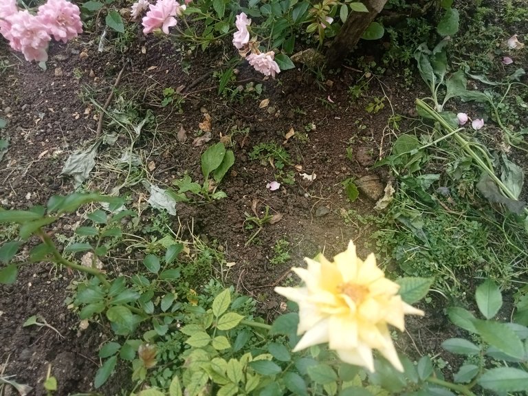 IMG20250416105830.jpg