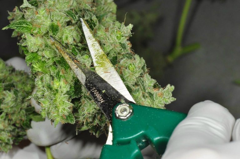 the-best-ways-to-make-use-of-cannabis-trim.jpg