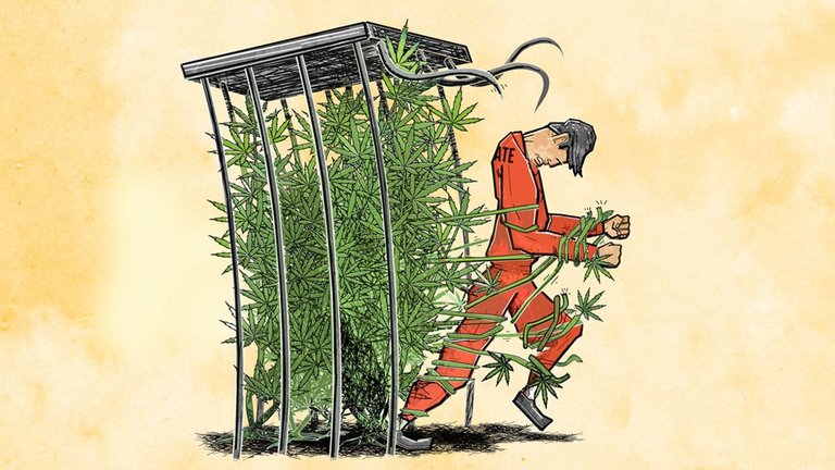 News1-MAIN-Cannabis-Prison.jpg