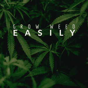 Grow-Weed-Easily-1-300x300-1.png