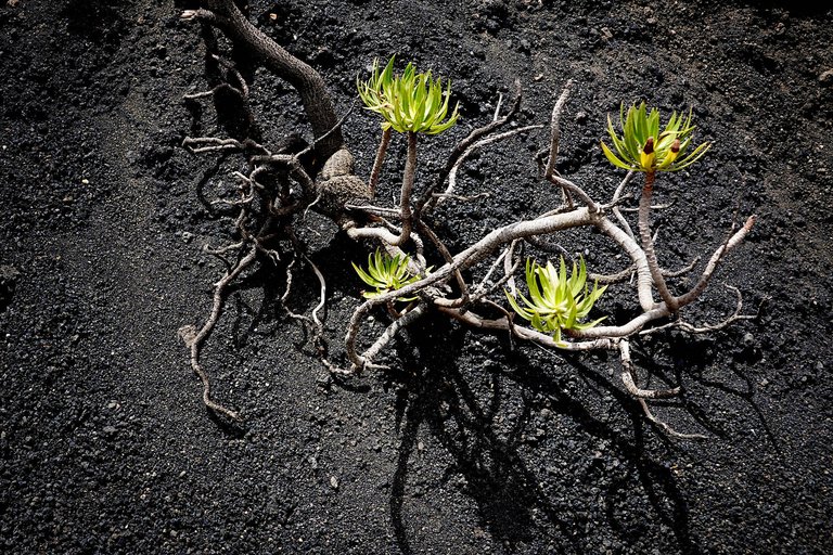 Vegetation4.jpg