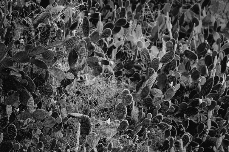 garden5.jpg