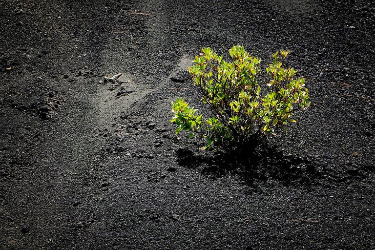 Vegetation5.jpg