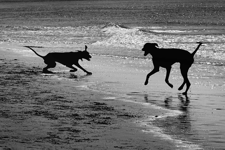 Dogs1.jpg