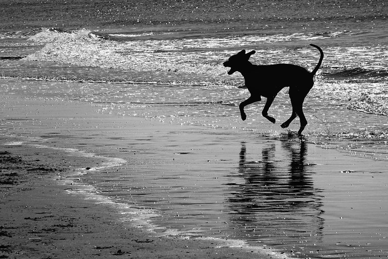 Dogs4.jpg