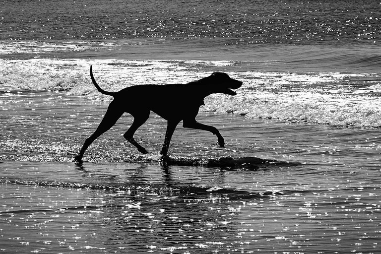Dogs2.jpg
