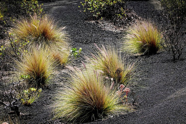Vegetation2.jpg