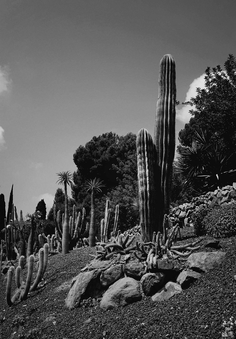 garden4.jpg