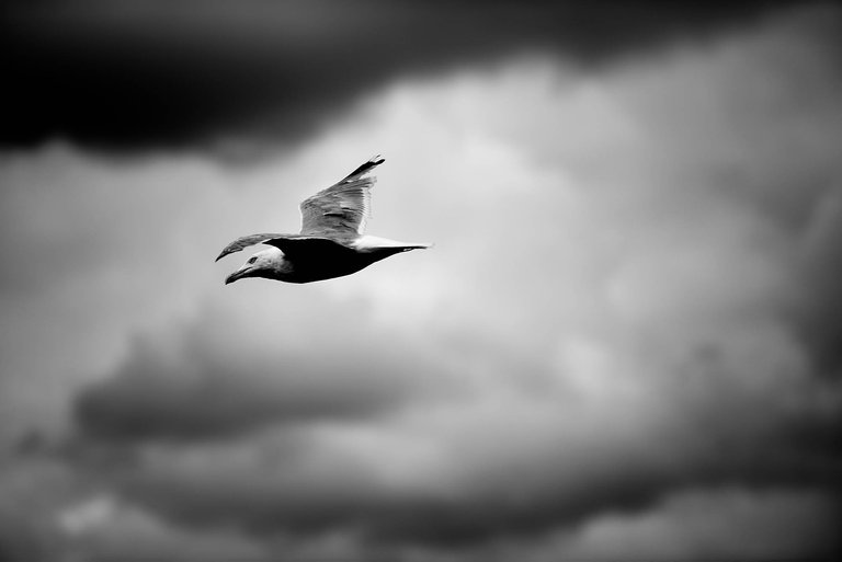 Gull3.jpg