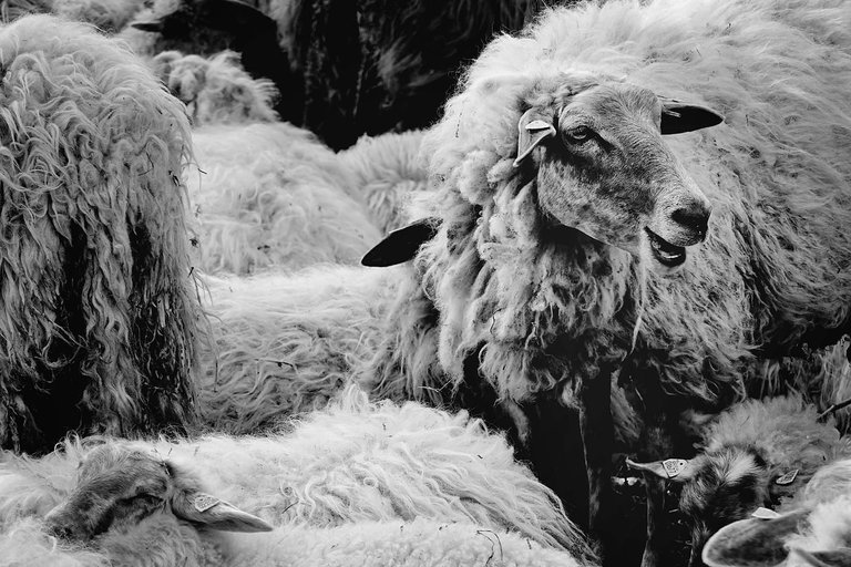 Sheep4.jpg