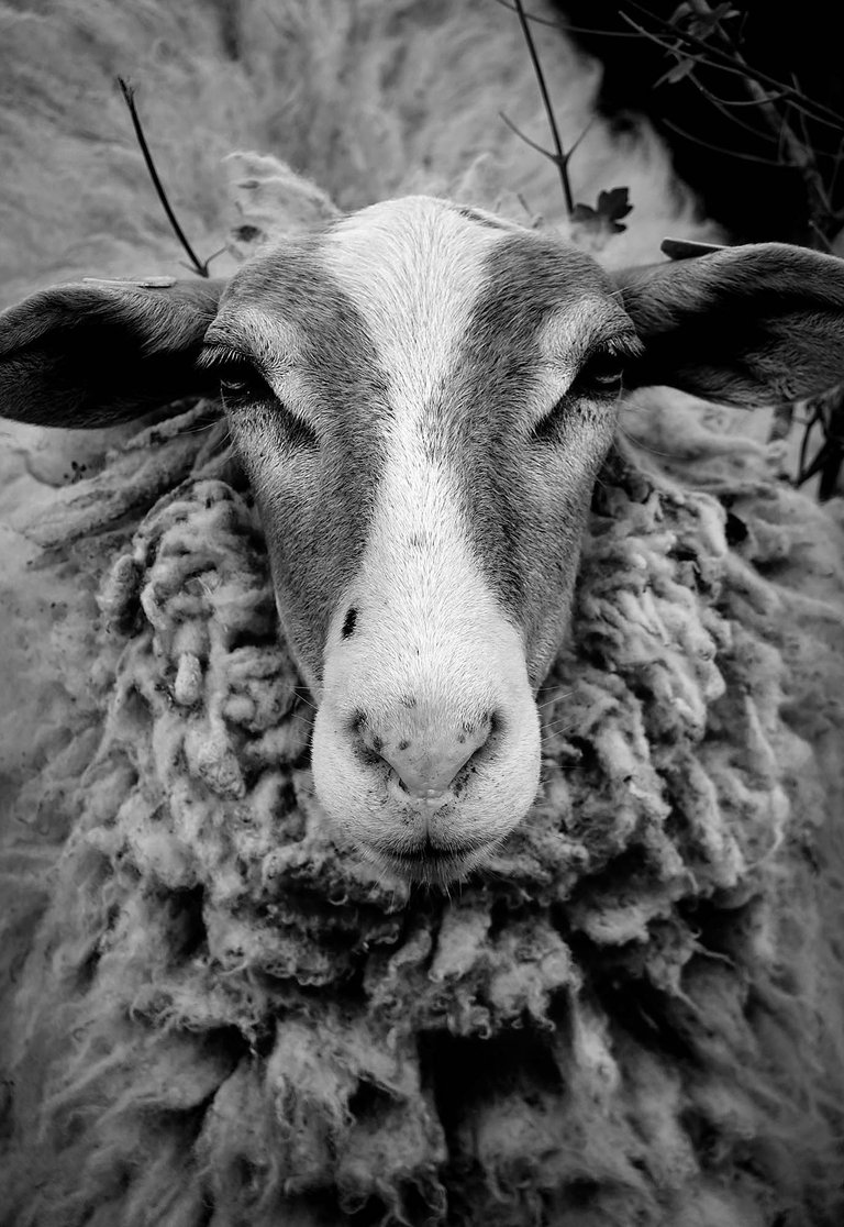 Sheep3.jpg