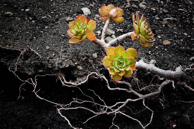 Vegetation1.jpg