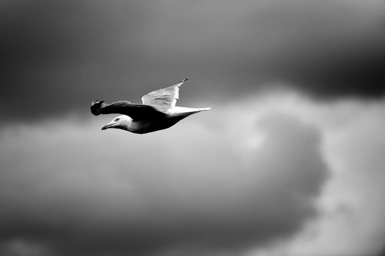 Gull1.jpg