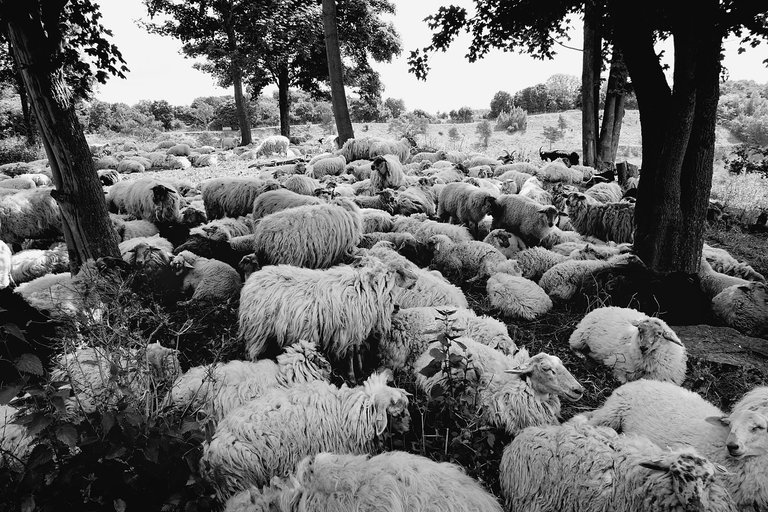 Sheep2.jpg