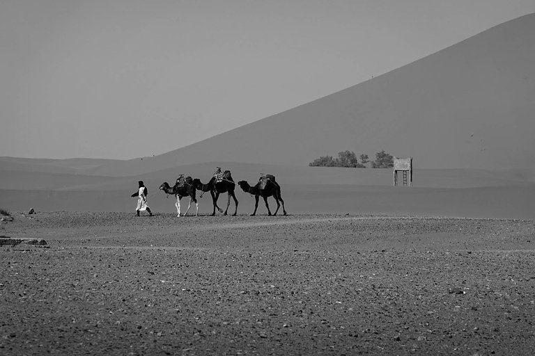 Camels2.jpg