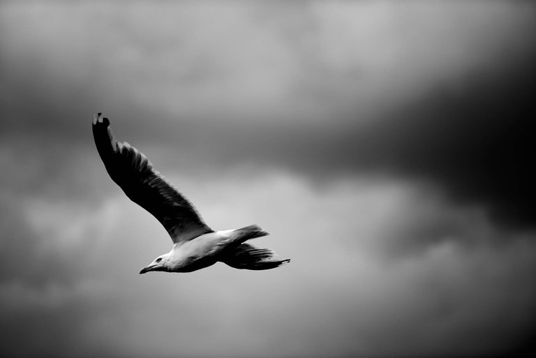 Gull2.jpg