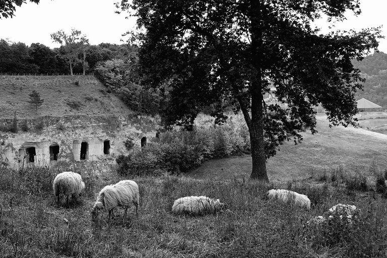 Sheep5.jpg
