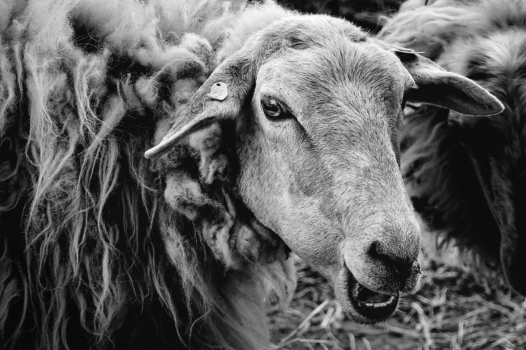 Sheep1.jpg