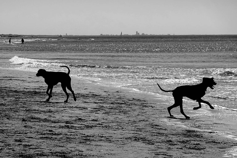 Dogs3.jpg