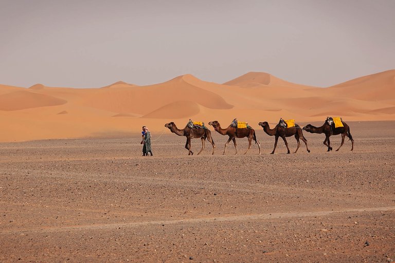 Camel3.jpg