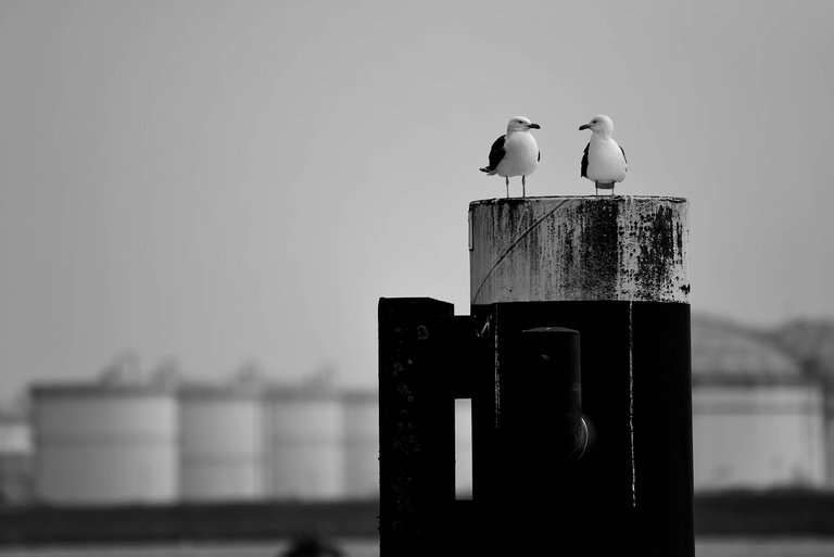 Bird3.jpg