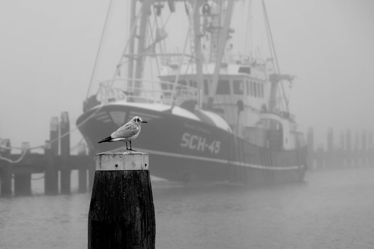Bird1.jpg