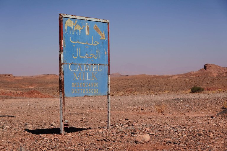 Camel4.jpg