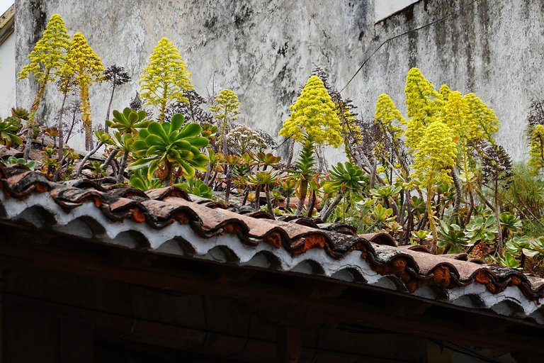 Roof2.jpg