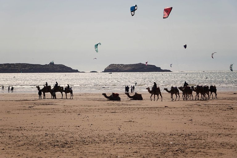 Camels3.jpg