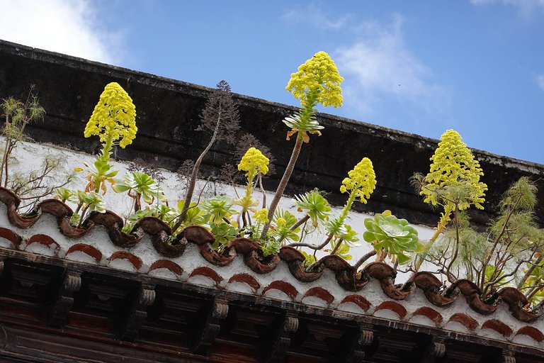 Roof3.jpg